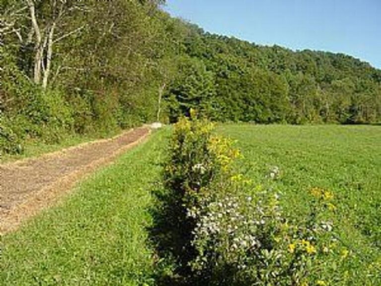 33636 1b2cc3d2 5056 a36a 078faf95b5b8d10f 768x576