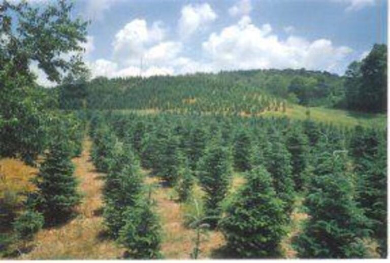 62556 1e8b1971 5056 a36a 07b5b2a64e5af8dc 768x517