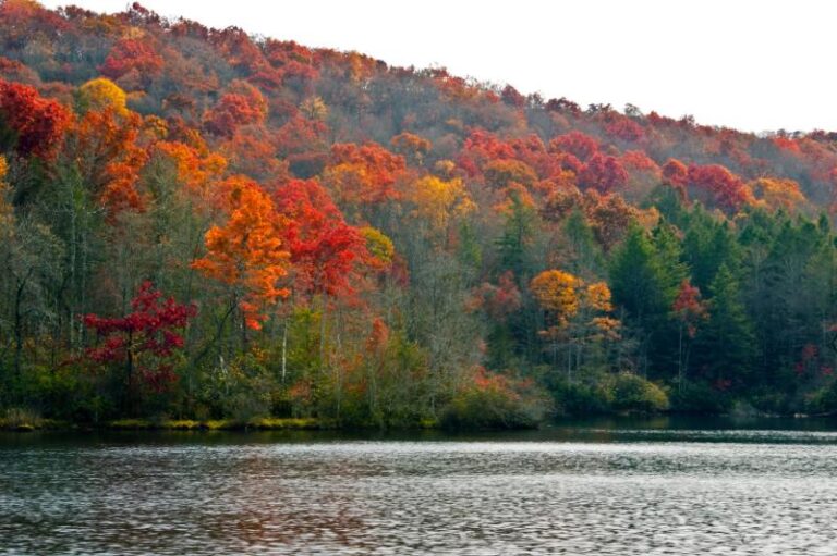 DSC 0071 1ba591a2 5056 a36a 07088b466353646d 768x511