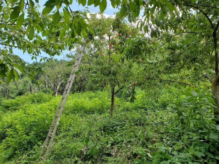 20200727 112240 1b0fe195 5056 a36a 075f56a8ede10718 768x576