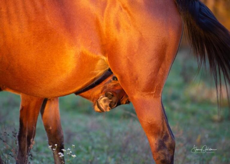 2021 02 05ScottCountyHorseParkFB5 9f309ac1 5056 a36a 07fee35a34b86c54 768x548