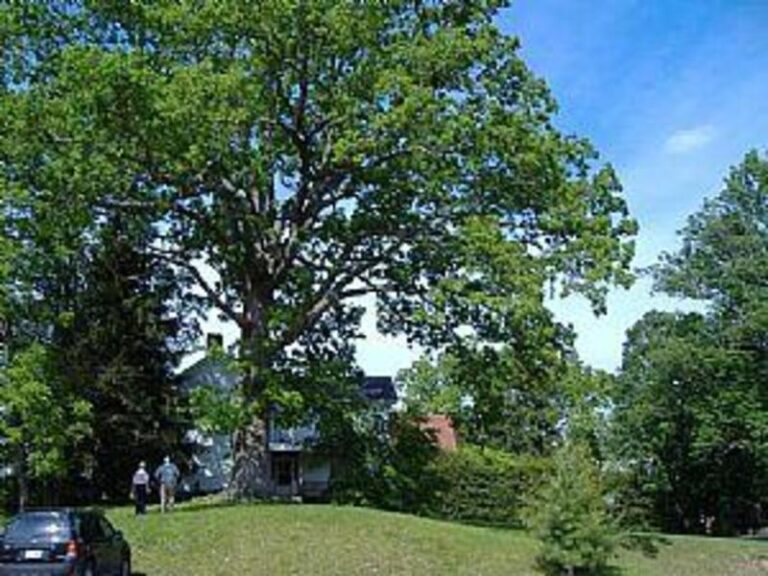 44707 1c949b04 5056 a36a 070973a8770e31c6 768x576