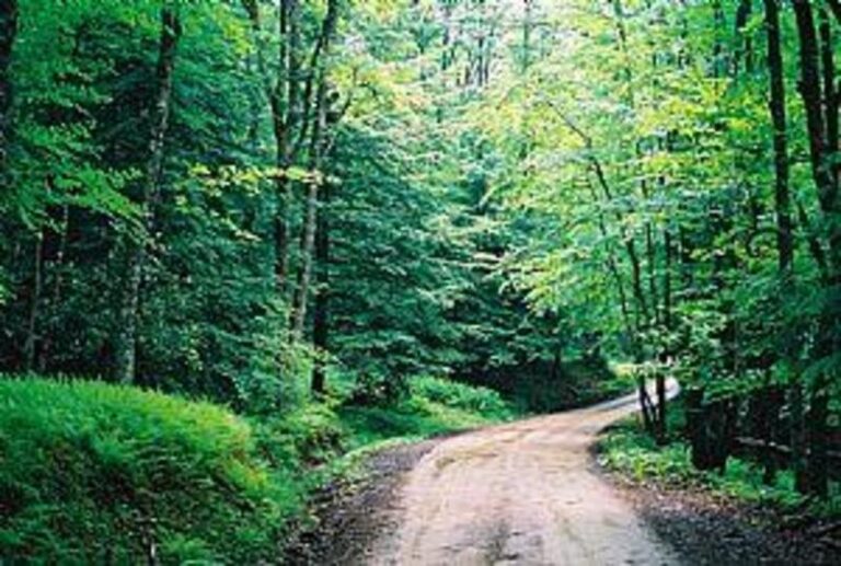 53399 1dc07f3e 5056 a36a 07d0c0cc587f5406 768x517