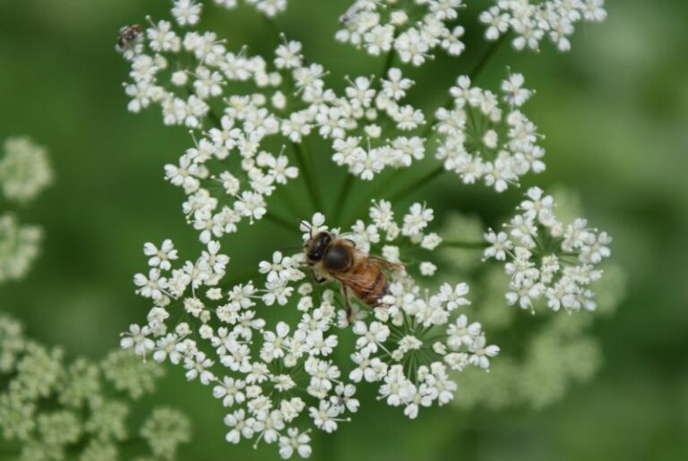 BEES20056 274fe31a 5056 a36a 07271caa3f9a2a57 768x515