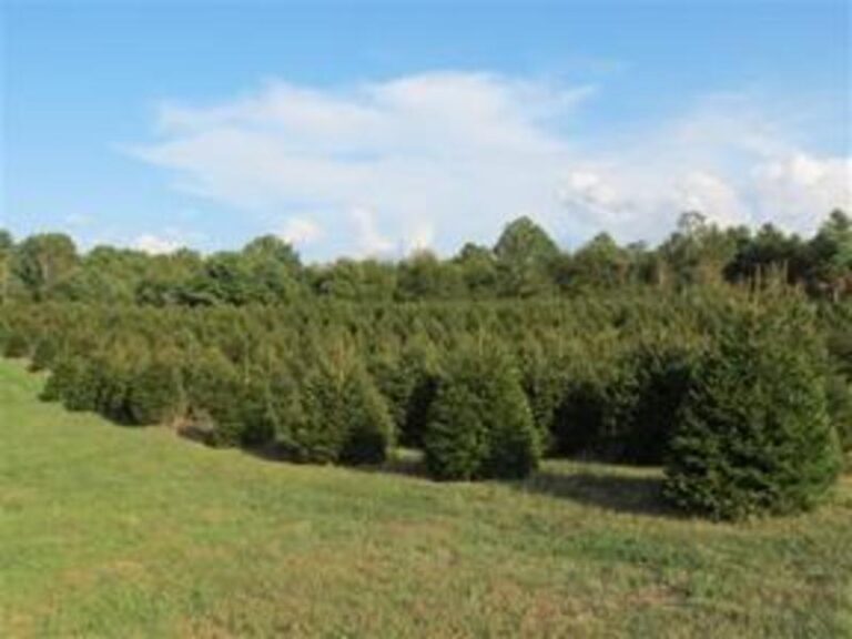 Field20of20Real20Trees20288 1e8934ae 5056 a36a 07eb938a2982a947 768x576