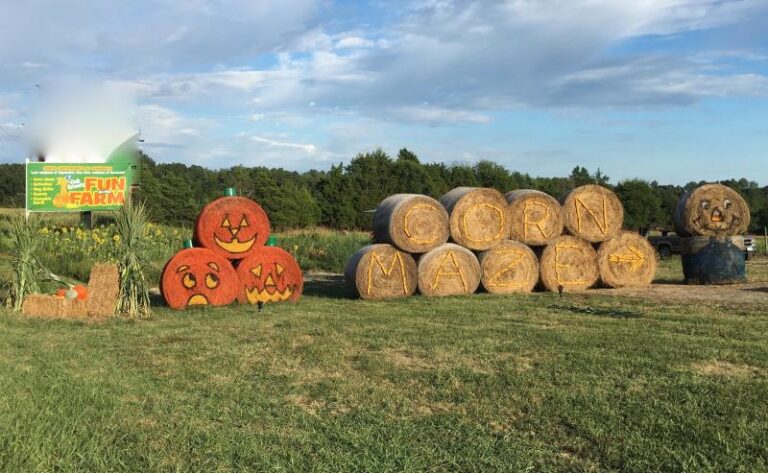 IMG 0695 b79c9528 5056 a36a 07f1478ad94b8525 768x473