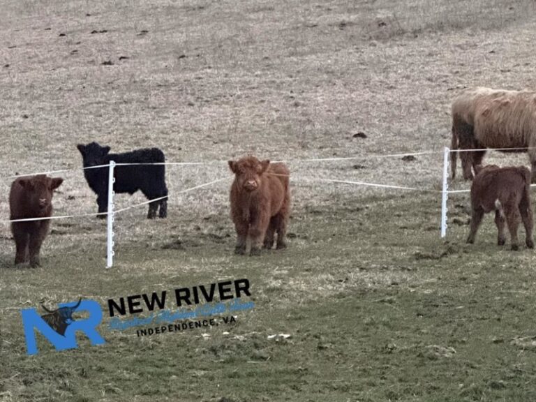 New River Highland Cattle Farm FBB87EED BBB8 48C9 B0BF7341BA8592B0 d64c0295 566a 499c 8e7ccb0c13697cce 768x576