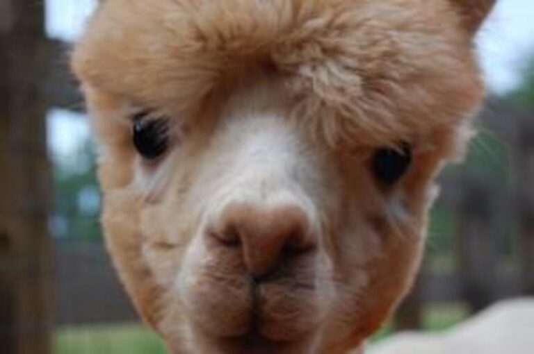 Orig Katarina cbe9b137 5056 a36a 0768ec12364b92e5 1 768x510