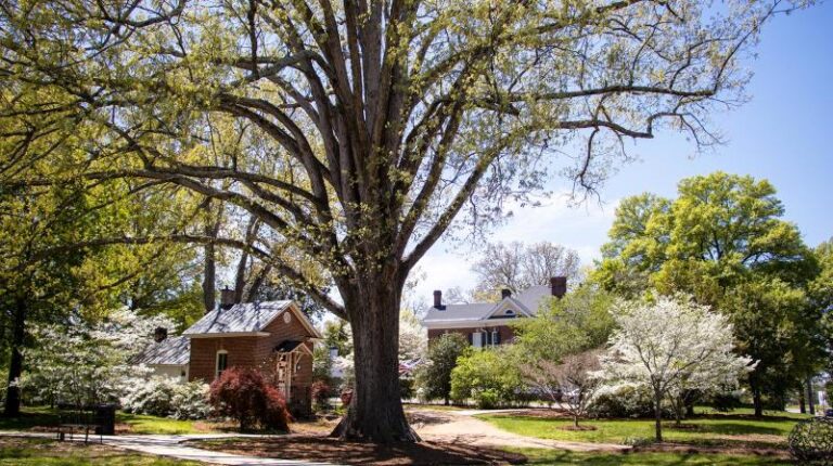 Post Oak 1 13ccd902 5056 a36a 07a4b4933f1decb7 768x430