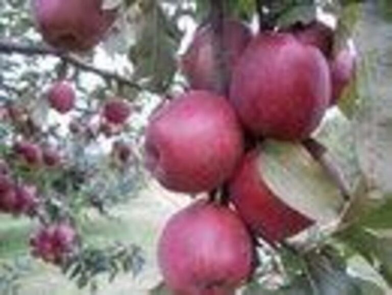 Red Delicious 2001 picture by Tom Bishop 1e8e806a 5056 a36a 07f74b11c291833f 768x579