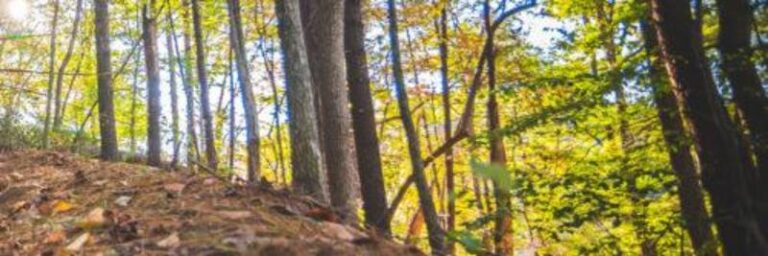 Trails Bike Jamison Mill Photo by Matt Ross 500x167 23266dca 5056 a36a 0732cba7f24524d8 768x256