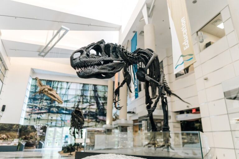 VMNH vtc 001 0CD03063 27E5 48BE 84448FD6C1C49D91 fe096655 c66b 40ad b889c2769b5536e4 768x512