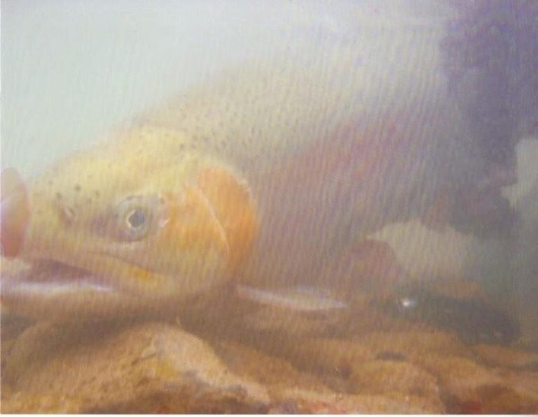 fish 279337f2 5056 a36a 075afeea20fae0c1 768x595