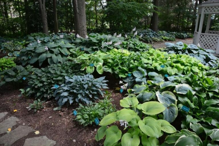 hostas resized 236e2616 5056 a36a 07b16a2c992fc550 768x513